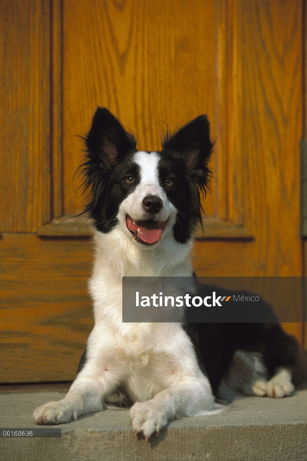 Border Collie (Canis familiaris) sentado en la puerta de casa