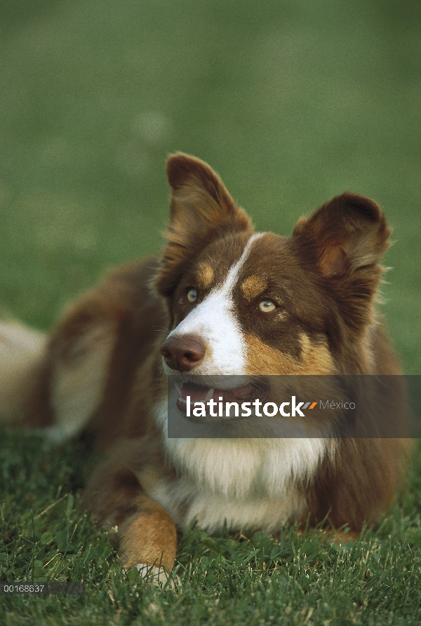 Retrato de Border Collie (Canis familiaris) en pasto