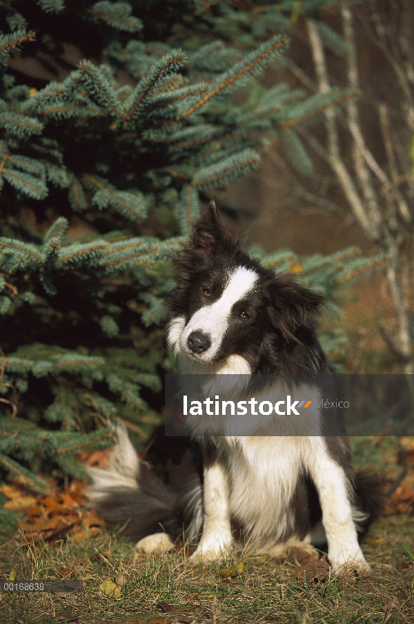 Border Collie (Canis familiaris) sentado frente a pino, cabeza amartillada