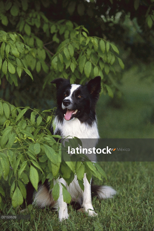 Border Collie (Canis familiaris) retrato adultos sentados en el césped