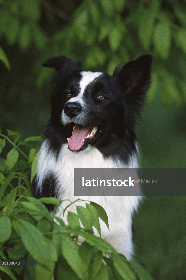 Border Collie (Canis familiaris) retrato adultos sentados en el césped