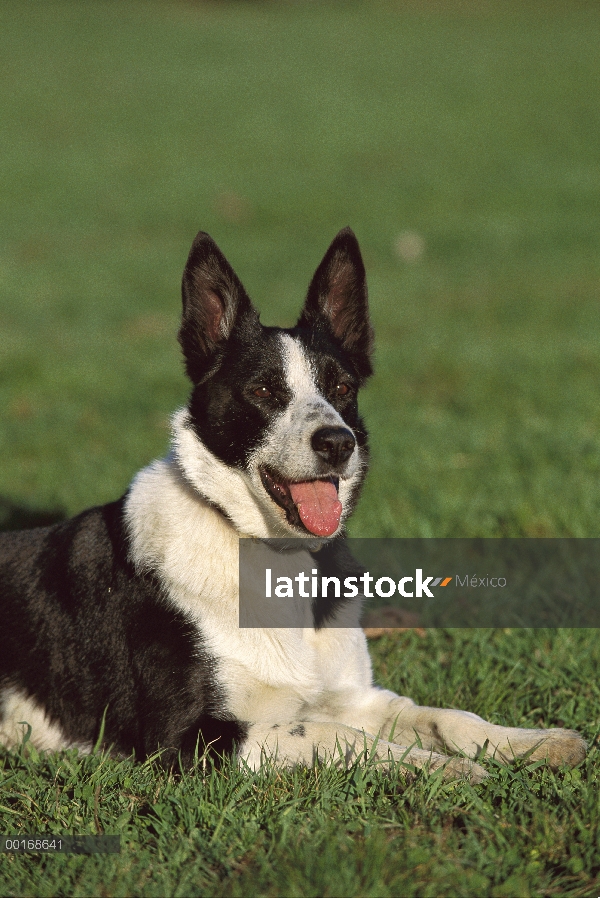 Retrato de adultos Border Collie (Canis familiaris) en césped