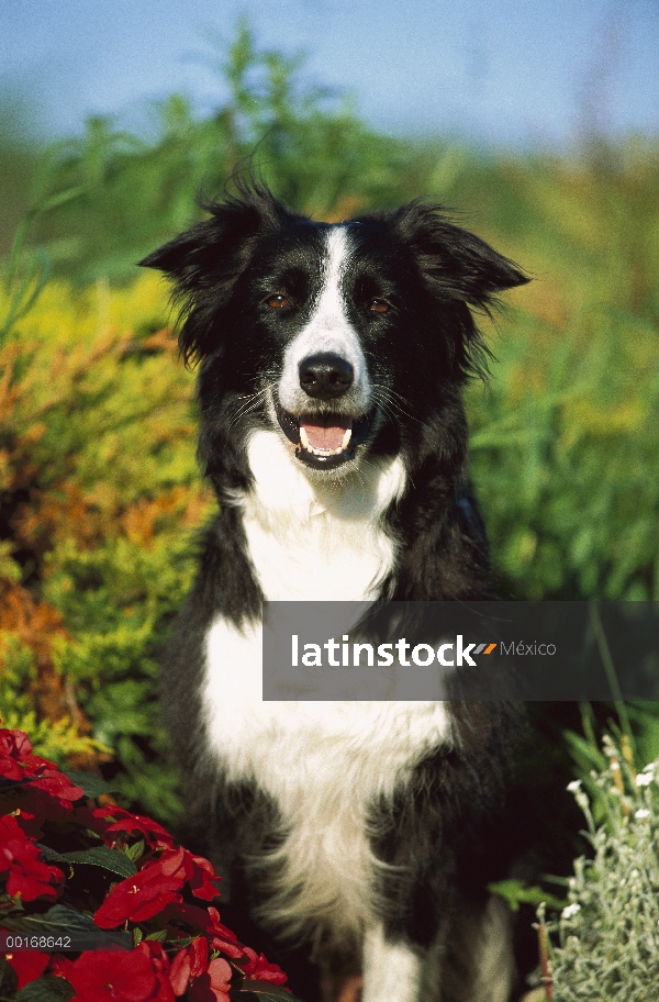 Retrato de adultos de Border Collie (Canis familiaris)