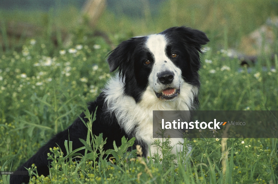 Border Collie (Canis familiaris) adultos retrato sentado en medio de flores silvestres