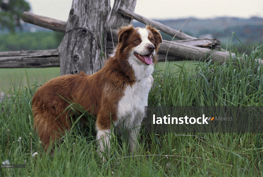 Collie (Canis familiaris) retrato de adultos de pie en la hierba alta de la frontera