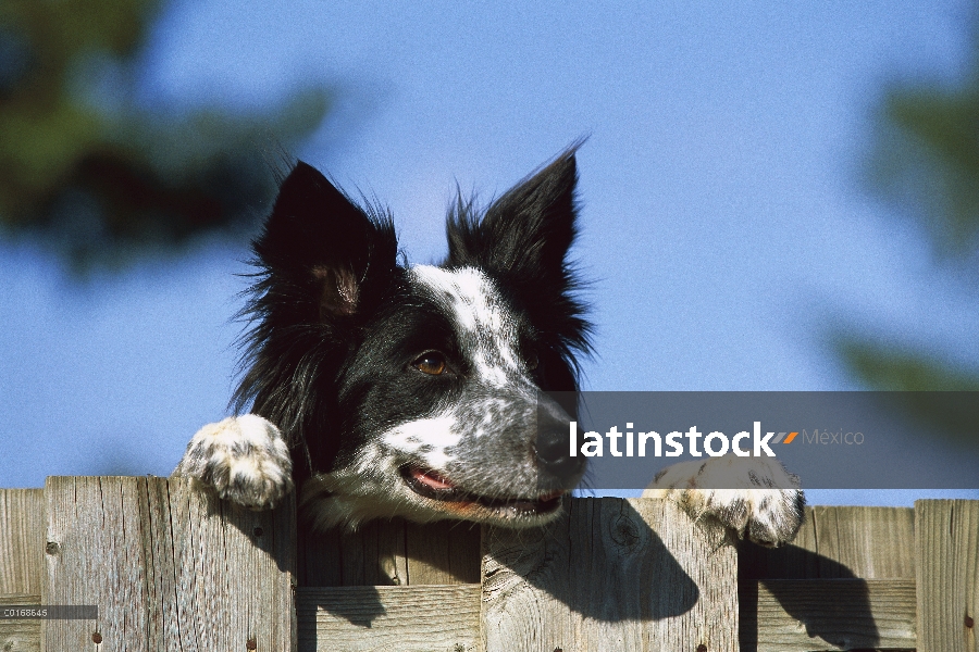 Border Collie (Canis familiaris) adulto mirando por encima de una valla