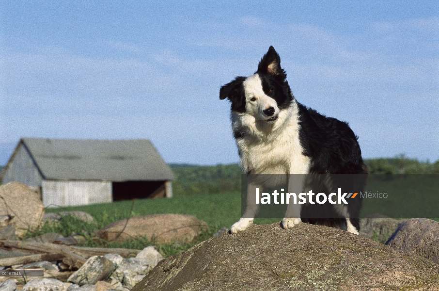 Border Collie (Canis familiaris) alerta de adulto de pie sobre la roca