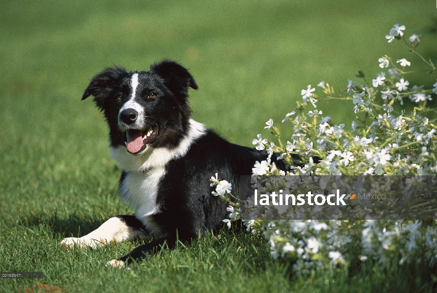 Border Collie (Canis familiaris) adulto descansando en el césped junto a flores