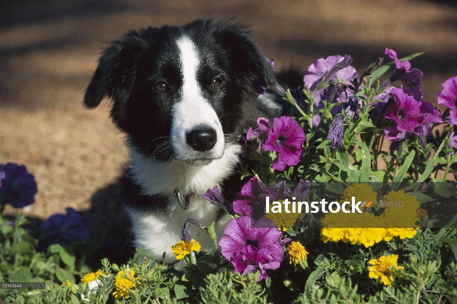 Border Collie (Canis familiaris) retrato de cachorro entre flores entre ellas Petunias y las caléndu