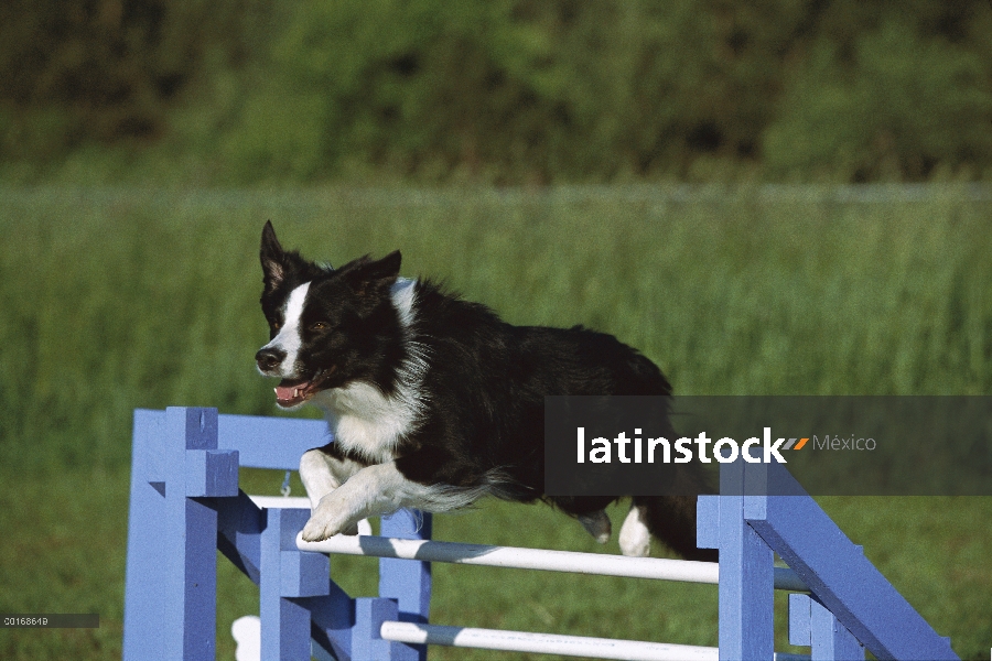 Border Collie (Canis familiaris) adulto saltando sobre salto