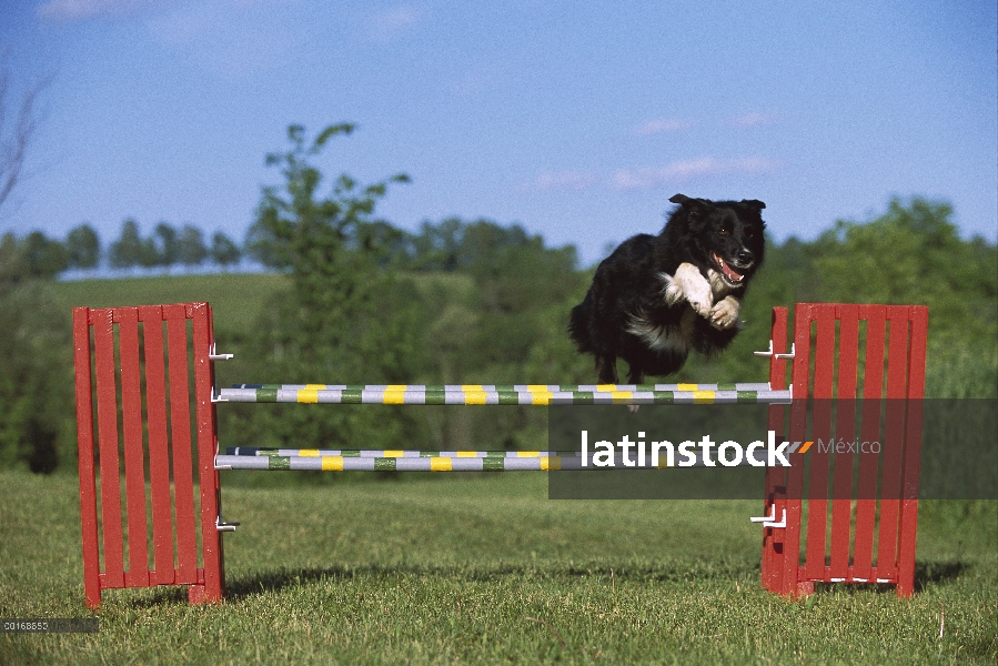 Border Collie (Canis familiaris) adulto saltando sobre salto