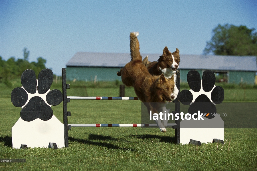 Dos adultos de Collie (Canis familiaris) saltando sobre salto de la frontera