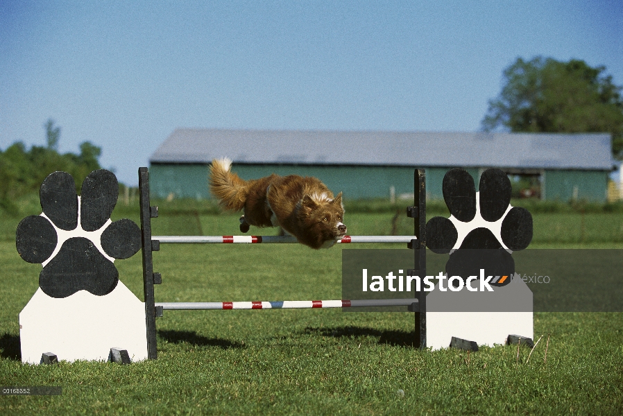 Border Collie (Canis familiaris) adulto saltando sobre salto