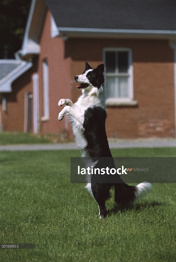 Border Collie (Canis familiaris) adulto jugando, de pie sobre las patas traseras