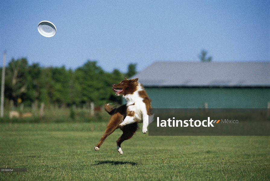 Collie (Canis familiaris) saltando en el aire para atrapar un frisbee de la frontera