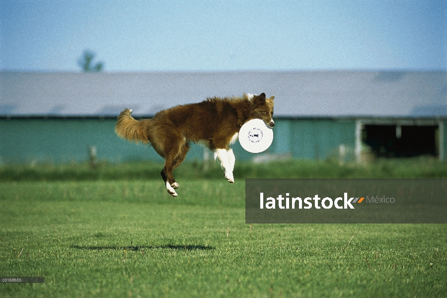 Collie (Canis familiaris) saltando en el aire para atrapar un frisbee de la frontera