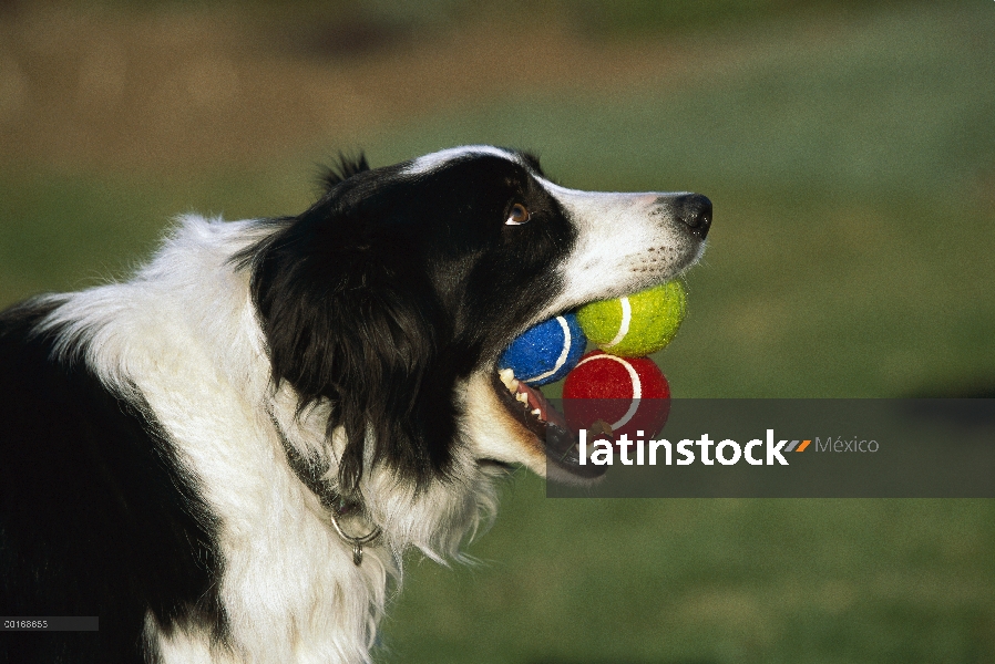 Collie (Canis familiaris) adulto con tres pelotas de tenis en la boca, esperando jugar a fetch de la