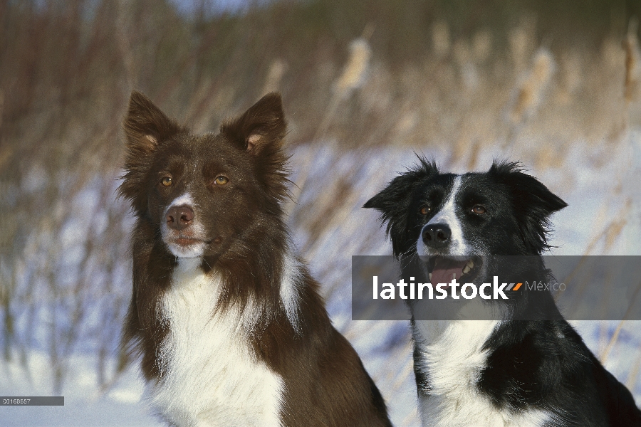 Border Collie (Canis familiaris) dos adultos, uno marrón y blanco y uno blanco y negro, sentados jun