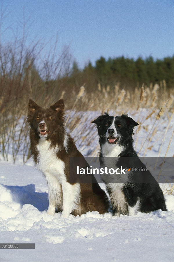 Border Collie (Canis familiaris) dos adultos, uno marrón y blanco y uno blanco y negro, sentados jun