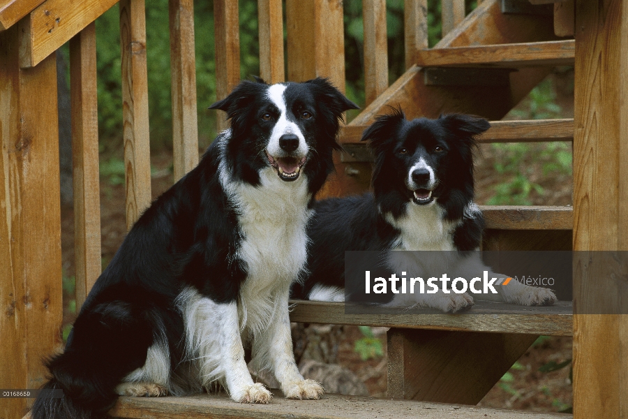 Adultos blanco y negro dos Collie (Canis familiaris) descansando en la cubierta de la frontera