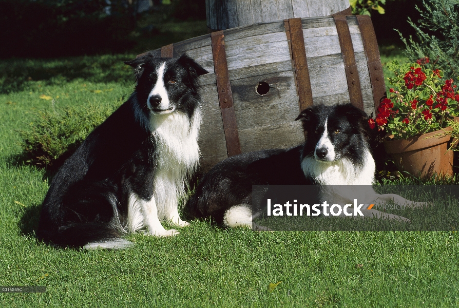 Adultos blanco y negro dos Collie (Canis familiaris) descansando en el césped de la frontera