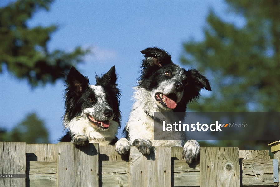 Dos adultos blanco y negro Collie (Canis familiaris), mirando por encima de la parte superior de una