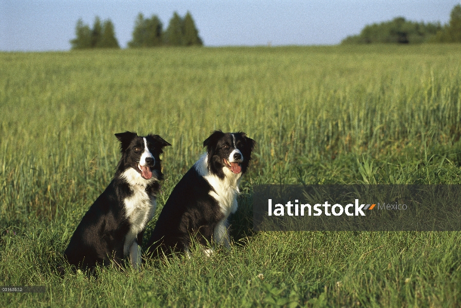 Border Collie (Canis familiaris) retratos de dos adultos blanco y negro sentada en el verde prado