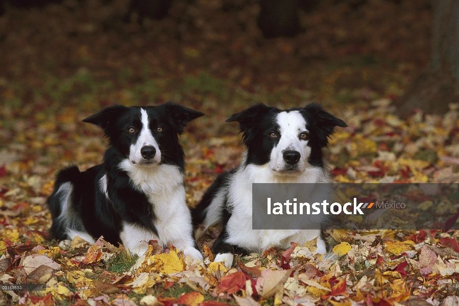 Border Collie (Canis familiaris) retratos de dos adultos blanco y negro en otoño caído las hojas