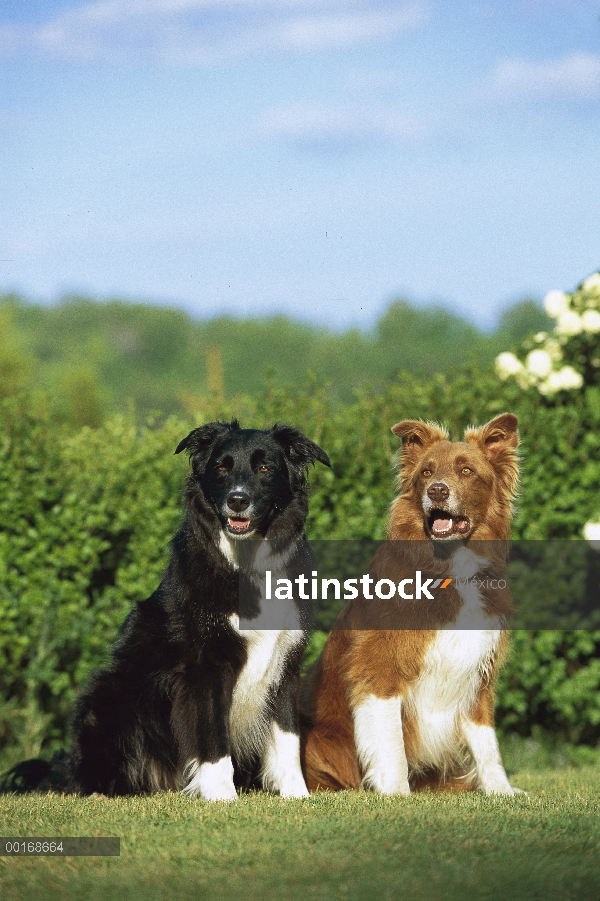 Border Collie (Canis familiaris) dos adultos, uno tan y blanco y el otro blanco y negro, sentados ju