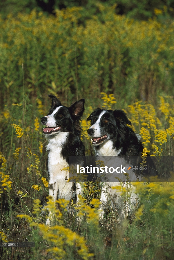 Border Collie (Canis familiaris) dos adultos blanco y negro sentados juntos entre flores amarillas