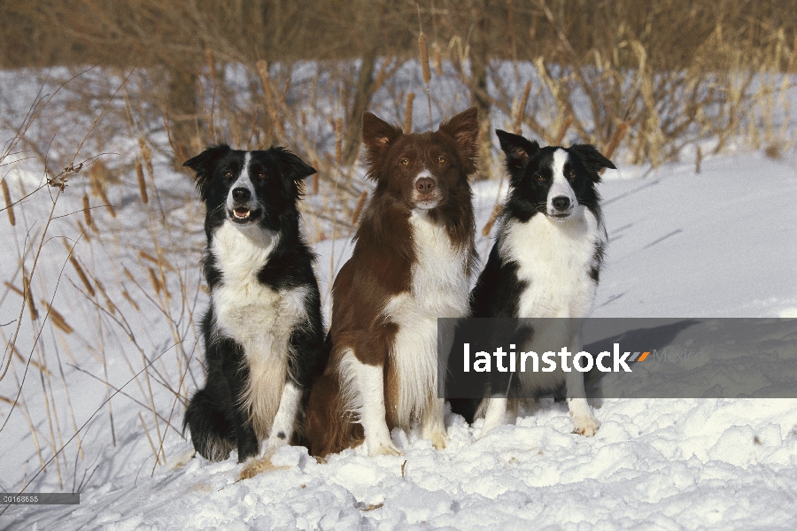 Tres adultos Collie (Canis familiaris) sentados juntos en la nieve de la frontera