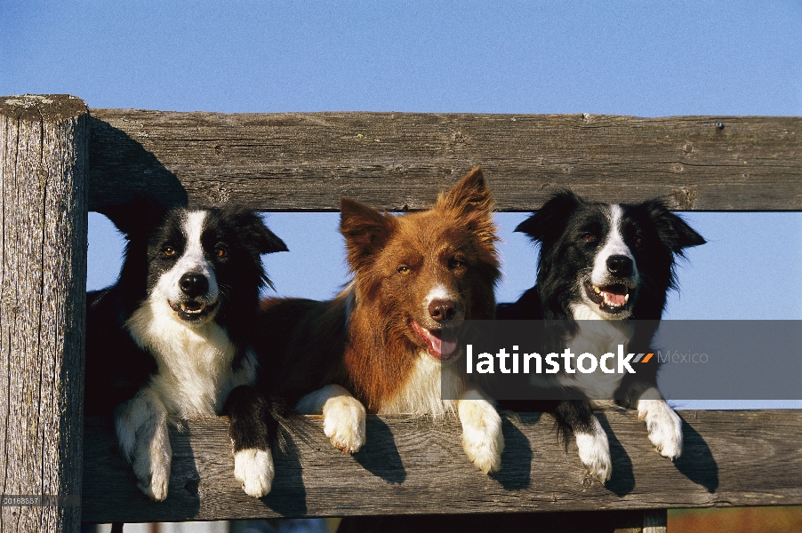 Tres adultos Collie (Canis familiaris), a través de una cerca de la frontera