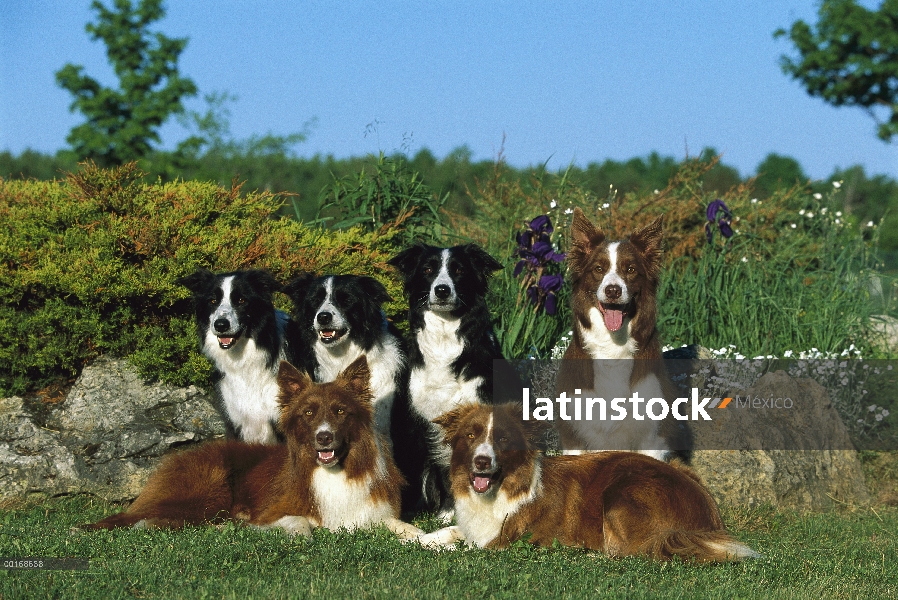 Border Collie (Canis familiaris) retrato de seis adultos