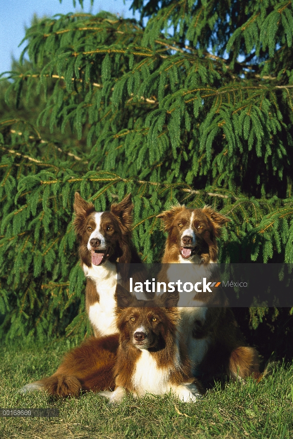 Retrato de Collies de frontera roja (Canis familiaris) de tres adultos