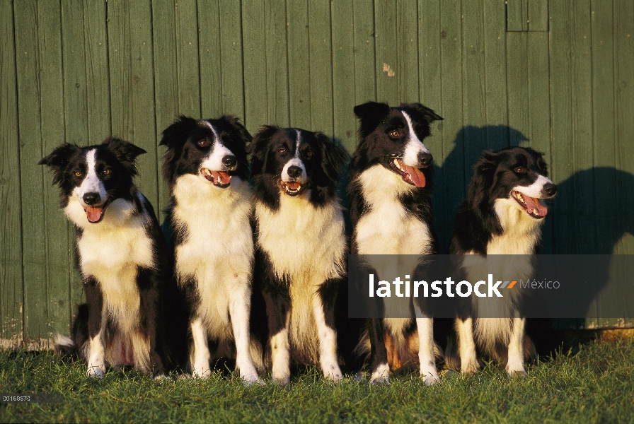 Cinco adultos de Collie (Canis familiaris) sentado en una fila de la frontera