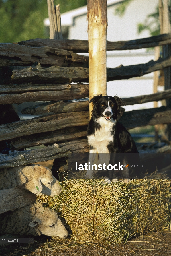 Border Collie (Canis familiaris) en pacas de paja en una granja con ovejas