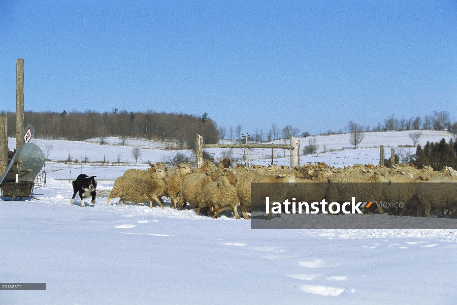 Borde Collie (Canis familiaris) de arreo de ovejas en la nieve