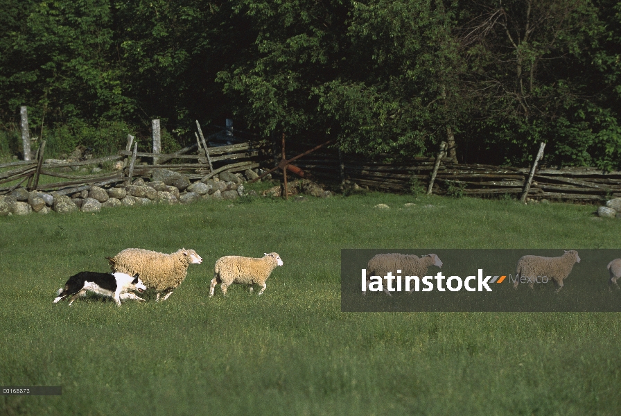 Borde Collie (Canis familiaris) de arreo de ovejas en pasto