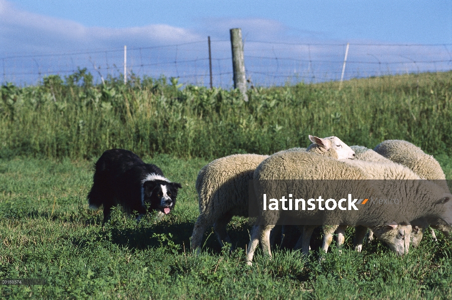 Borde Collie (Canis familiaris) de arreo de ovejas en pasto