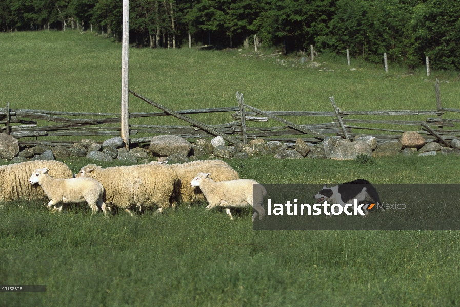 Borde Collie (Canis familiaris) de arreo de ovejas en pasto