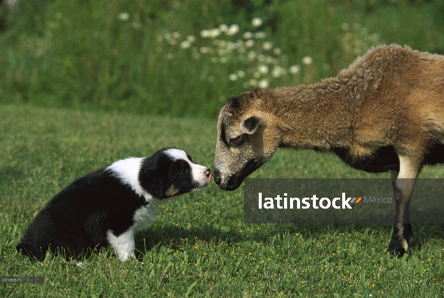 Cachorro de Border Collie (Canis familiaris) que huele a oveja