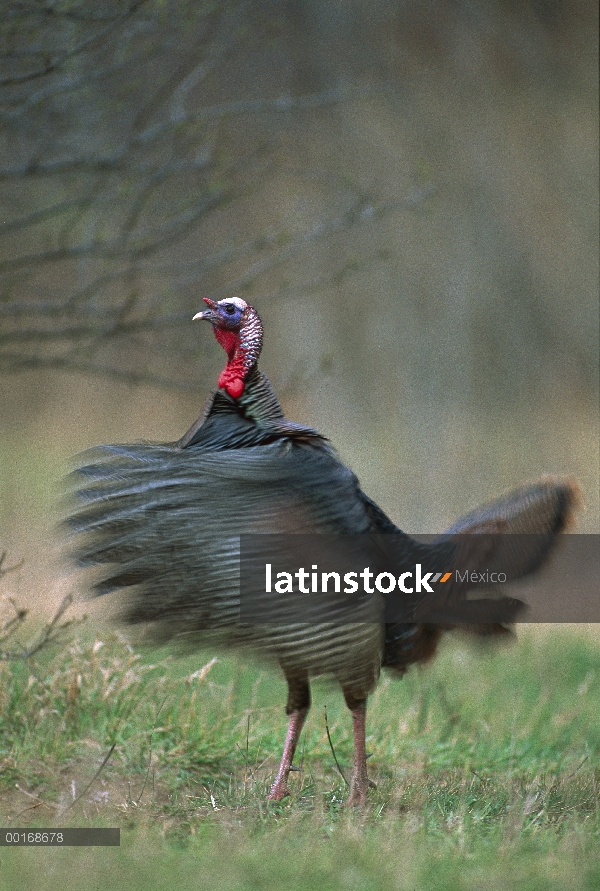 Guajolote silvestre (Meleagris gallopavo) macho adulto aleteando sus alas, del este de Norteamérica