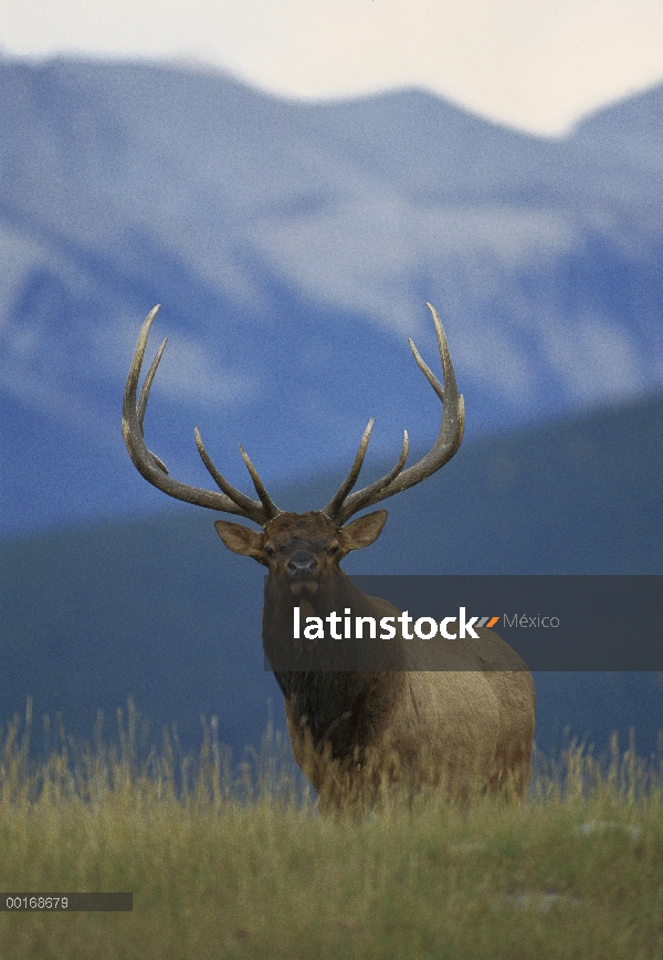 Elk (Cervus elaphus) Toro parado en la cresta de una loma cubierta de hierba con la montaña detrás d