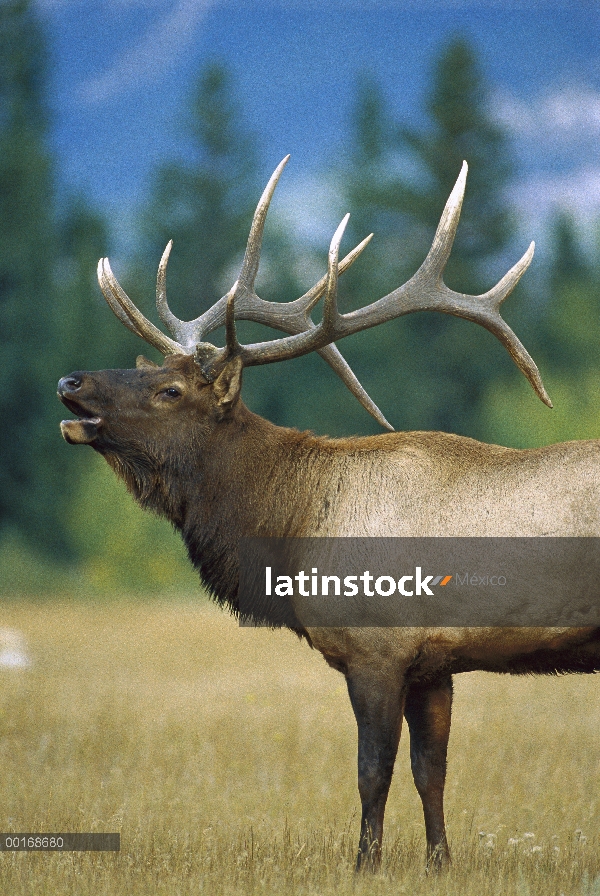 Elk (Cervus elaphus) Toro bramando