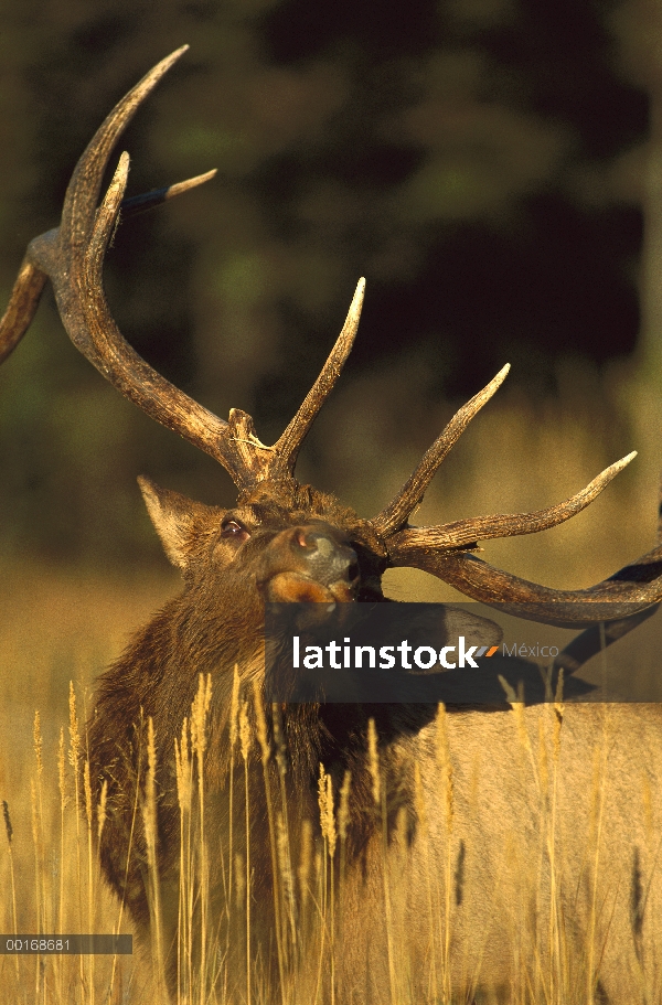 Toro de Elk (Cervus elaphus) rayar en pasto