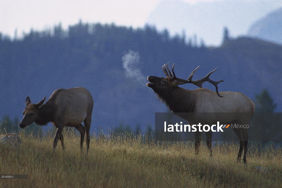 Elk (Cervus elaphus) gran Toro bramando junto a la vaca