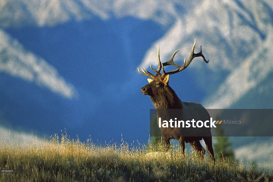 Alerta de situación de Toro Elk (Cervus elaphus) en el prado con las montañas detrás de