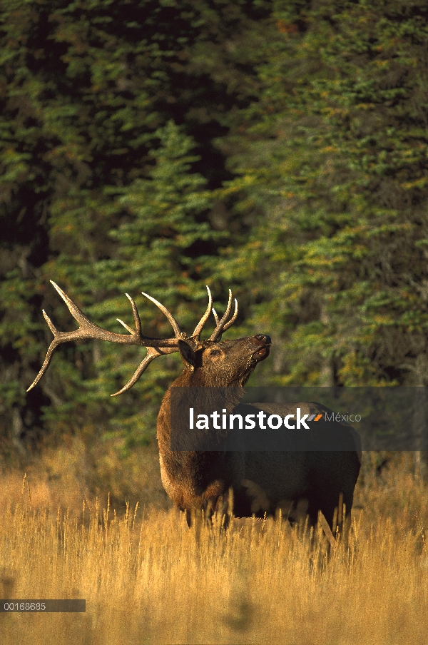 Toro grande Elk (Cervus elaphus), olfateando el aire