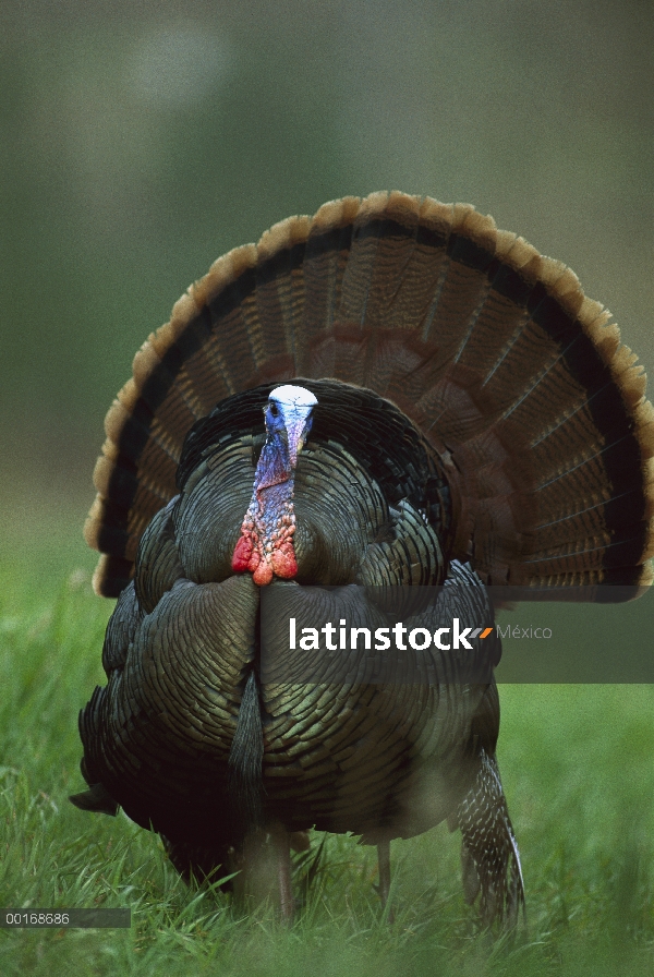 Guajolote silvestre (Meleagris gallopavo) macho adulto pavoneándose con la extensión, la cola del es