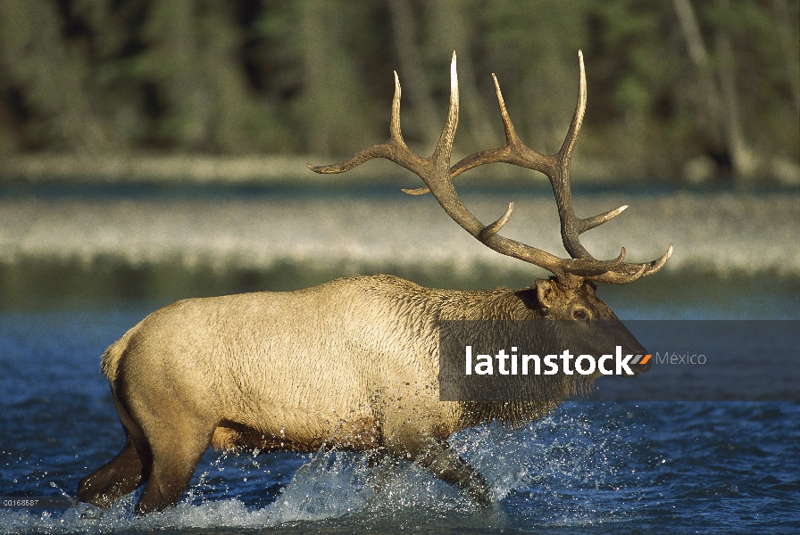 Toro de Elk (Cervus elaphus) cruzando un río